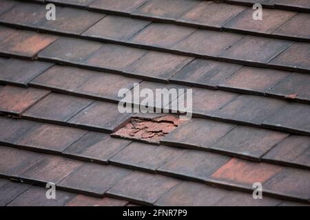 Argile gelée endommagée carreaux de romarin sur un vieux toit, Angleterre, Royaume-Uni Banque D'Images