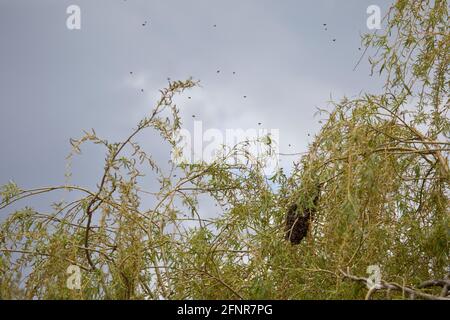 Les abeilles se balancent dans un saule pleurant contre un ciel gris orageux en mai, dans le North Yorkshire, en Angleterre, au Royaume-Uni Banque D'Images