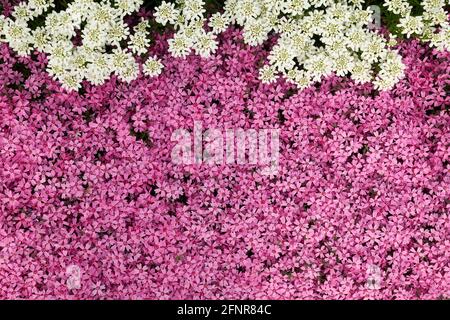 Rose mousse, phlox rampant ou phlox subulata fleurs fond gros plan, vue du dessus. Banque D'Images