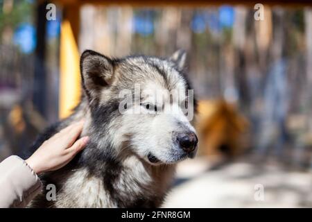 Un joli et gentil berger de Malamute d'Alaska est assis dans une enceinte derrière des bars et regarde avec des yeux intelligents. Volière intérieure. Le chien est actionné par Banque D'Images