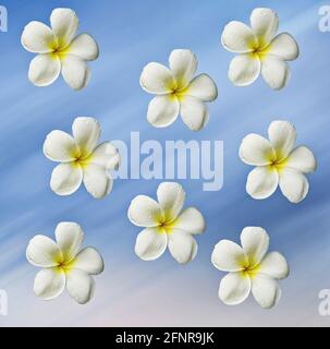 beau gros plan de blanc avec le centre jaune des fleurs frangipani sur fond bleu Banque D'Images