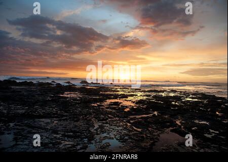 Viviers dans des rochers à la plage de Tamarindo, Cosa Rica Banque D'Images