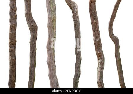 Collection de branches de vigne isolées sur fond blanc avec masque. Banque D'Images