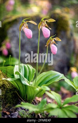 Orchidées de pantoufles de dame rose (Cypripedium acaule) - Forêt nationale de Pisgah, Brevard, Caroline du Nord, États-Unis Banque D'Images