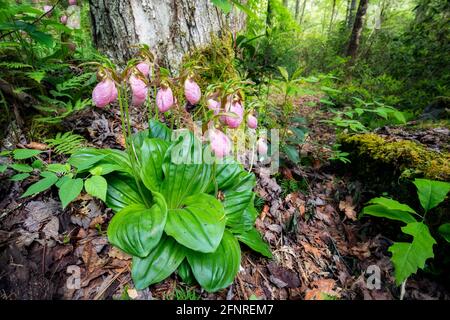 Orchidées de pantoufles de dame rose (Cypripedium acaule) - Forêt nationale de Pisgah, Brevard, Caroline du Nord, États-Unis Banque D'Images