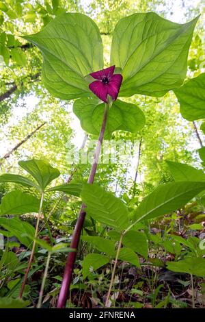 Trillium de Vasey (Trillium vaseyi), forêt nationale de Pisgah, Brevard, Caroline du Nord, États-Unis Banque D'Images