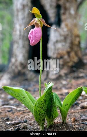 Orchidée de la Vierge rose (Cypripedium acaule) émergeant après une brûlure contrôlée dans la forêt récréative de l'État de Dupont, Cedar Mountain près de Brevard, au nord Banque D'Images