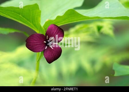 Gros plan sur le Trillium de Vasey (Trillium vaseyi), Holmes Educational State Forest, Hendersonville, Caroline du Nord, États-Unis Banque D'Images