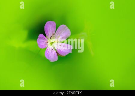 Géranium sauvage (Geranium maculatum) obscurci par le lavage des feuilles vertes - Holmes Educational State Forest, Hendersonville, Caroline du Nord, États-Unis Banque D'Images