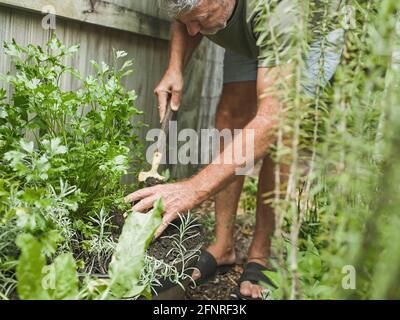 Un homme âgé coupe du romarin dans la cour. Jardinage à la maison, herbes et plantes dans le jardin Banque D'Images