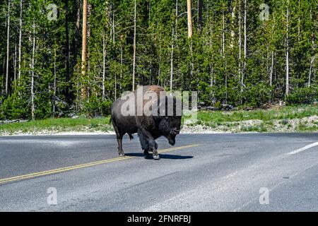 Des buffles se balader dans le pâturage verdoyant du parc de la réserve Banque D'Images