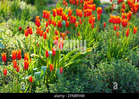 Beau lit de fleur avec tulipes rouges fleuries sur un ensoleillé jour de printemps Banque D'Images