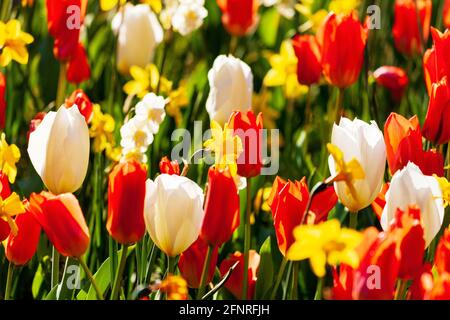 Beau lit de fleur en fleur avec tulipes rouges et blanches et jonquilles jaunes le jour ensoleillé du printemps Banque D'Images