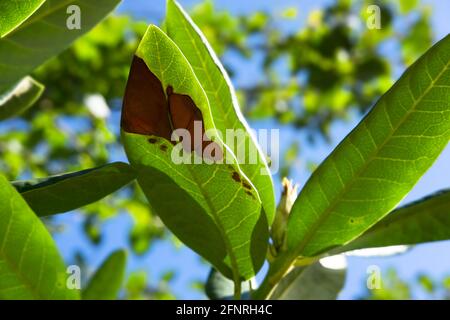 Feuilles de rhododendron avec taches brunes causées par des maladies fongiques Banque D'Images