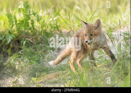 Joli petit renard dans l'après-midi Banque D'Images