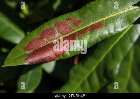 Gros plan d'une feuille de rhododendron avec des taches brunes causées par maladies fongiques Banque D'Images