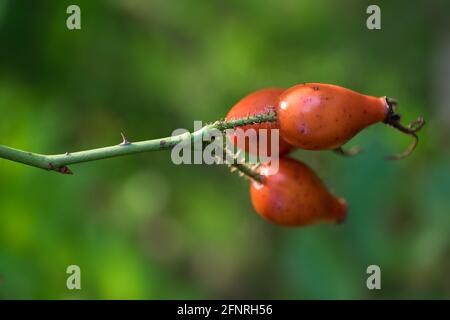 Trois hanches roses sur une branche contre un vert flou arrière-plan Banque D'Images
