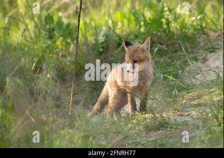 Petit renard dans l'après-midi près de la den du renard Banque D'Images