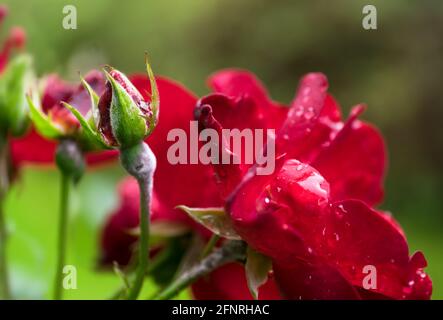 Des boutons de rose rouge bourgeonnant dans le jardin avec des gouttes d'eau sur fond vert naturel avec des feuilles. Concentré sur le bouton de gauche Banque D'Images