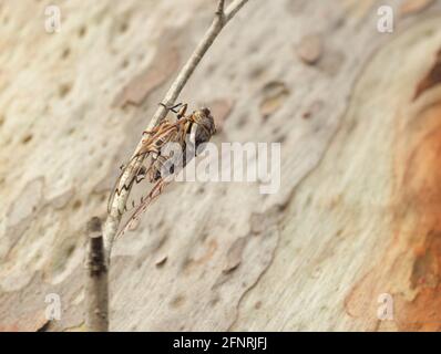 Une cicada tenant sur une branche d'arbre dans le Bush en Nouvelle-Galles du Sud, Australie Banque D'Images