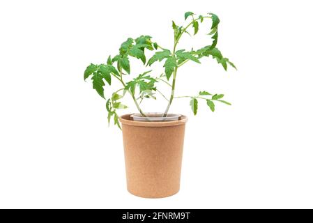 Semis de tomate dans un pot de papier isolé sur fond blanc Banque D'Images