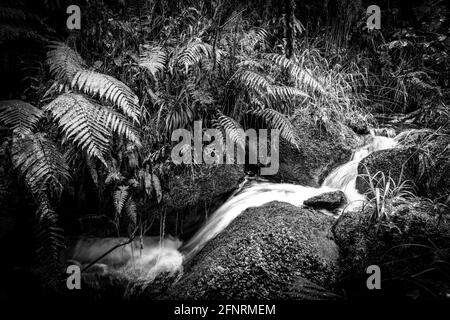 Une petite cascade qui coule à travers le Bush et les rochers couverts de mousse verte par le Bush indigène de Nouvelle-Zélande près de Rotorua sur la promenade Bridal Veils Falls. Banque D'Images