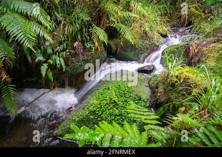 Une petite cascade qui coule à travers le Bush et les rochers couverts de mousse verte par le Bush indigène de Nouvelle-Zélande près de Rotorua sur la promenade Bridal Veils Falls. Banque D'Images