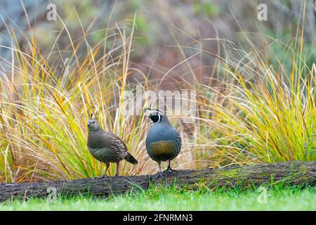 Un couple de cailles californiennes se tenant sur une bûche qui regarde autour de vous. Banque D'Images