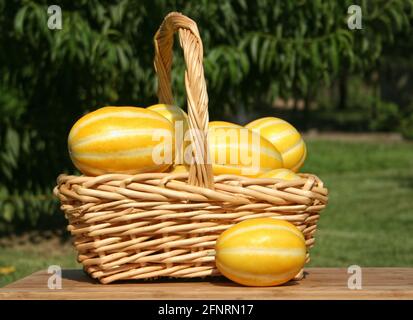 Récolte de légumes d'été - Melons coréens Ginkaku - Cucumis melo var. Makuwa Banque D'Images