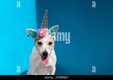 Joli chien terrier Jack Russell portant un serre-tête avec corne unicorn montre la langue en position assise sur fond bleu clair vue rapprochée Banque D'Images