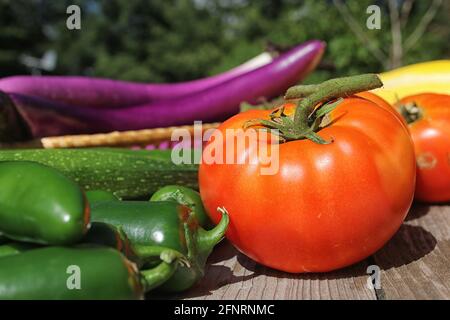 Récolte de légumes d'été - aubergines de tomates fraîches et de courgettes Banque D'Images