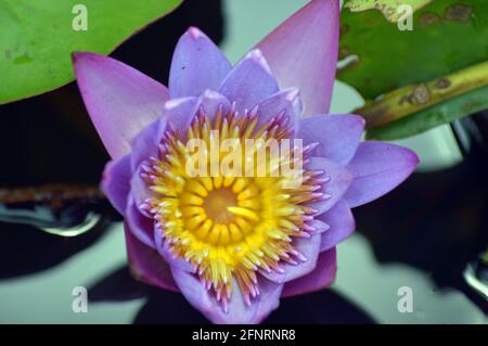 les fleurs de lotus violets et jaunes étaient en fleurs photo Banque D'Images