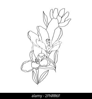 crocuses line art bourgeons fleurs avec des feuilles 3 pièces noires et illustration botanique vectorielle blanche dessin à la main Banque D'Images