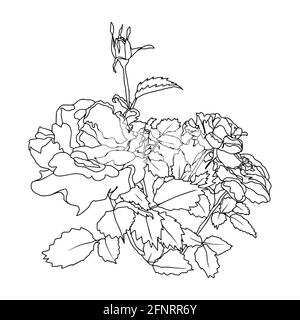 roses bourgeons ouverts et fermés avec des feuilles et des branches noires et illustration à main vectorielle isolée blanche Banque D'Images