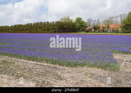 Champs hollandais avec jacinthe de raisin (Muscari botryoides) famille des asperges près du village de Bergen au printemps. Pays-Bas, mai Banque D'Images