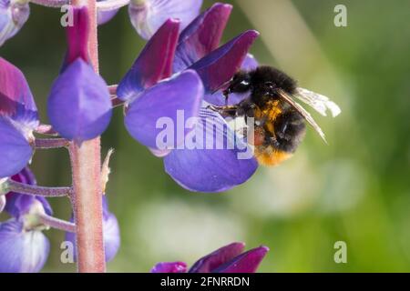 Steinhummel, Stein-Hummel, Bombus lapidarius, Pyrobombus lapidarius, Melanobombus lapidarius, Aombus lapidarius, Weibchen beim Blütenbesuch auf Lupin Banque D'Images