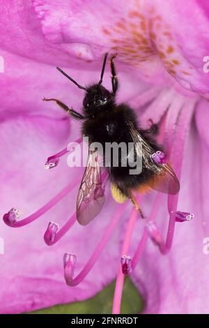 Steinhummel, Stein-Hummel, Bombus lapidarius, Pyrobombus lapidarius, Melanobombus lapidarius, Aombus lapidarius, Weibchen beim Blütenbesuch auf Rhodod Banque D'Images