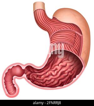 Physiologie et anatomie de l'estomac humain. L'estomac est la partie du système digestif, il traite de la décomposition et de la mouture de la nourriture. Banque D'Images