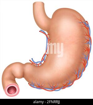 illustration et anatomie de l'estomac humain. L'estomac est la partie du système digestif, il traite de la décomposition et de la mouture de la nourriture. Banque D'Images