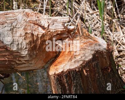 Kruibeke, Belgique, gros plan d'un gros arbre gras rongé par des castors Banque D'Images
