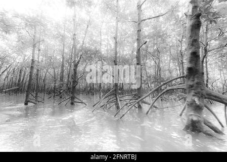 Mangrove dans l'une des îles de la mer d'Andaman au large de la côte de Phuket en Thaïlande. Banque D'Images