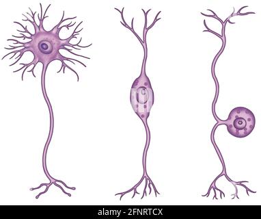 Les neurones sont des cellules spécialisées dans le système nerveux central. Ils sont classés selon la structure, la forme et la fonction. Banque D'Images