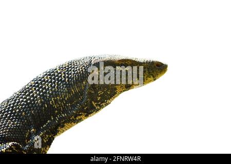 Surveiller le lézard (moniteur d'eau asiatique, kabaragoya, Varanus salvator salvator). Portrait demi-longueur gros plan sur fond blanc. Sous-espèce endémique dans Banque D'Images