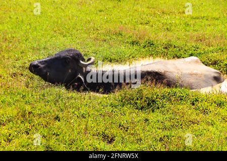 Sri Lanka Swampeland, l'eau Buffalo est tombée dans le bourbier Banque D'Images