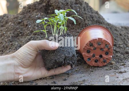 Dans le processus de rempotage des semis de poivre. Semis dans la main d'un jardin. Concept de saison de jardinage Banque D'Images