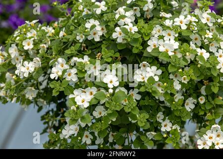 Calibrachoa ou fleur en cloche fleurs saisonnières Banque D'Images