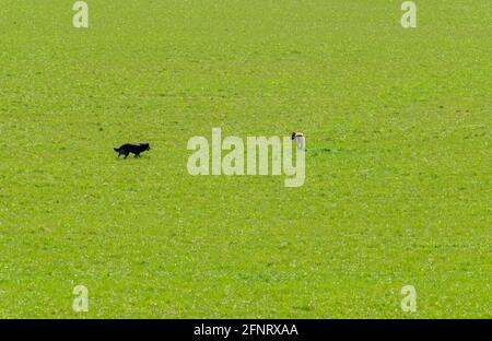 Chiens marchant dans le champ vert Banque D'Images