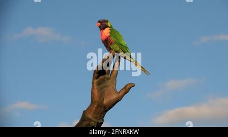 Un Lorikeet profitant de la vue du bout des doigts d'une statue à Melbourne en Australie . Banque D'Images