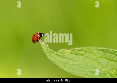 Coccinella septempunctata (coccinella septempunctata) le dendroctone rouge rampant sur la pointe de la feuille isolée sur fond d'herbe vert vif Banque D'Images