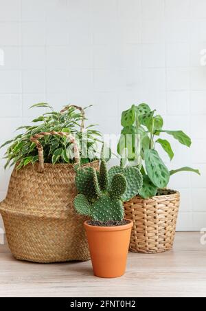 Ficus benjamin dans un panier de paille, cactus, plantes de maison sur la table Banque D'Images